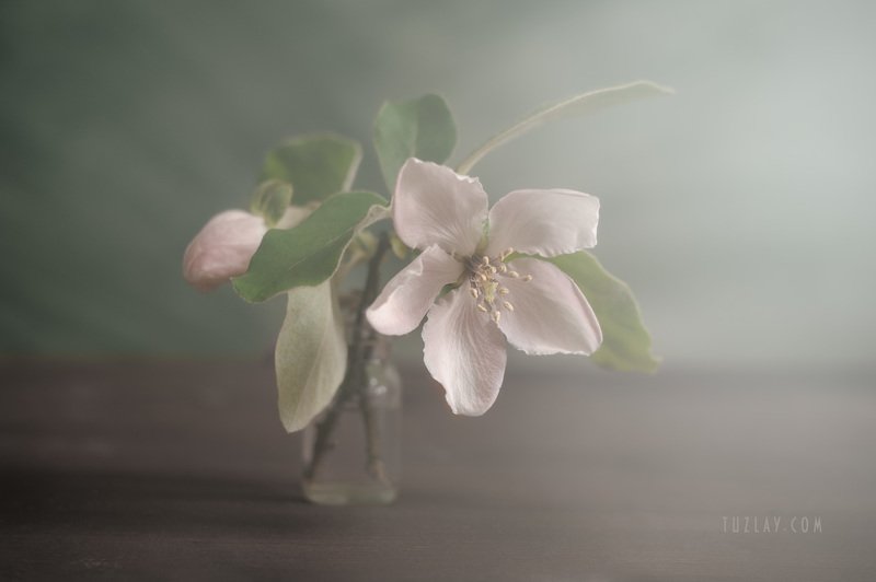 Настроение Айва фото превью