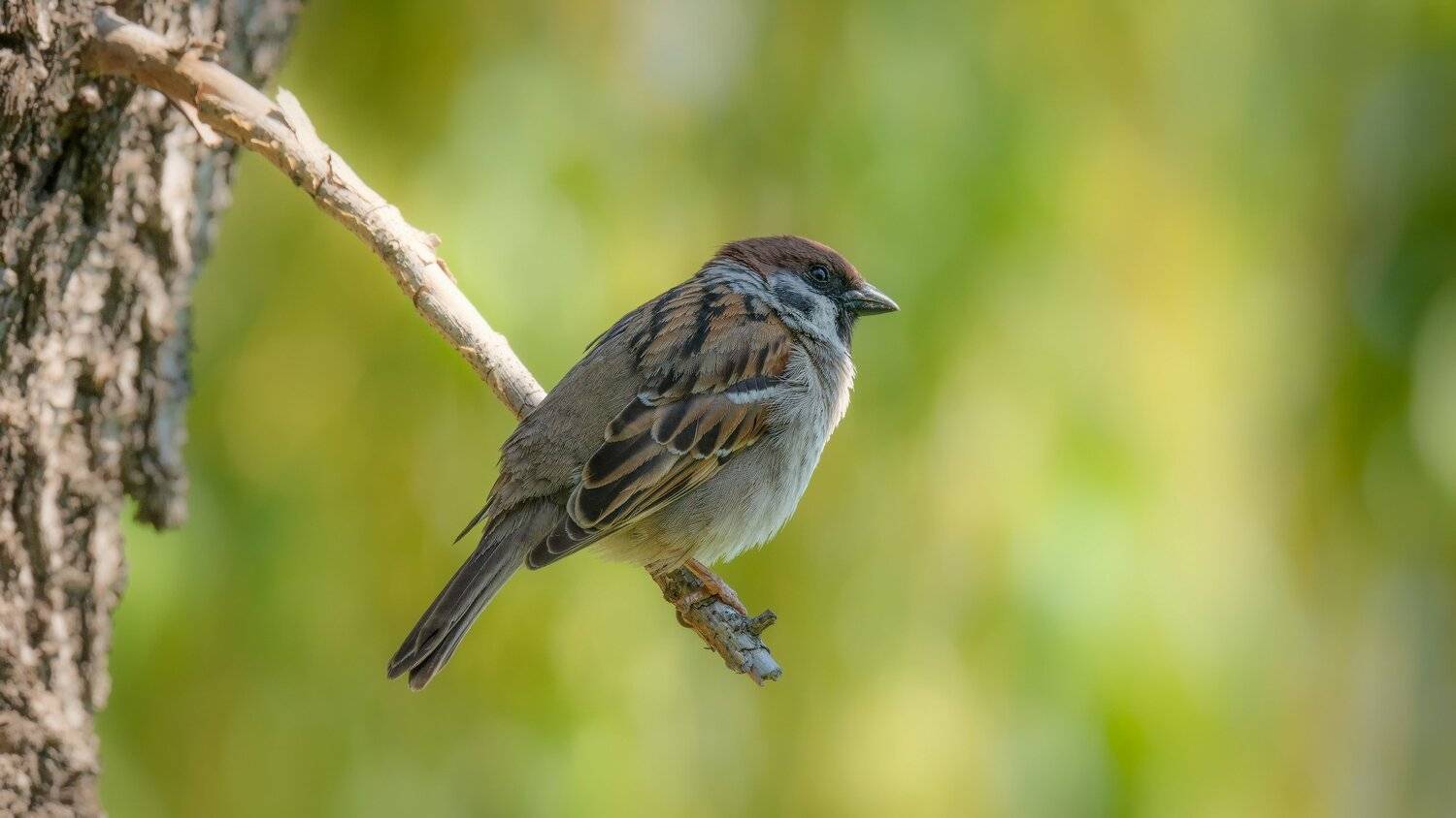 , Alexander Plekhanov