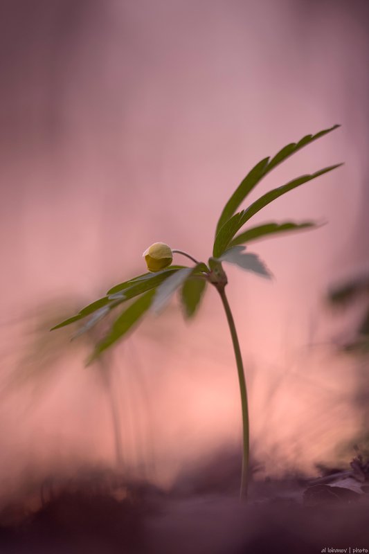 Фигура из вечернего балета фото превью