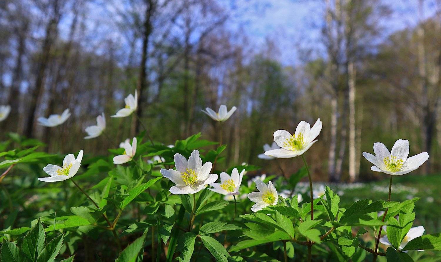 ветреница весна цветы, Александр Зорин