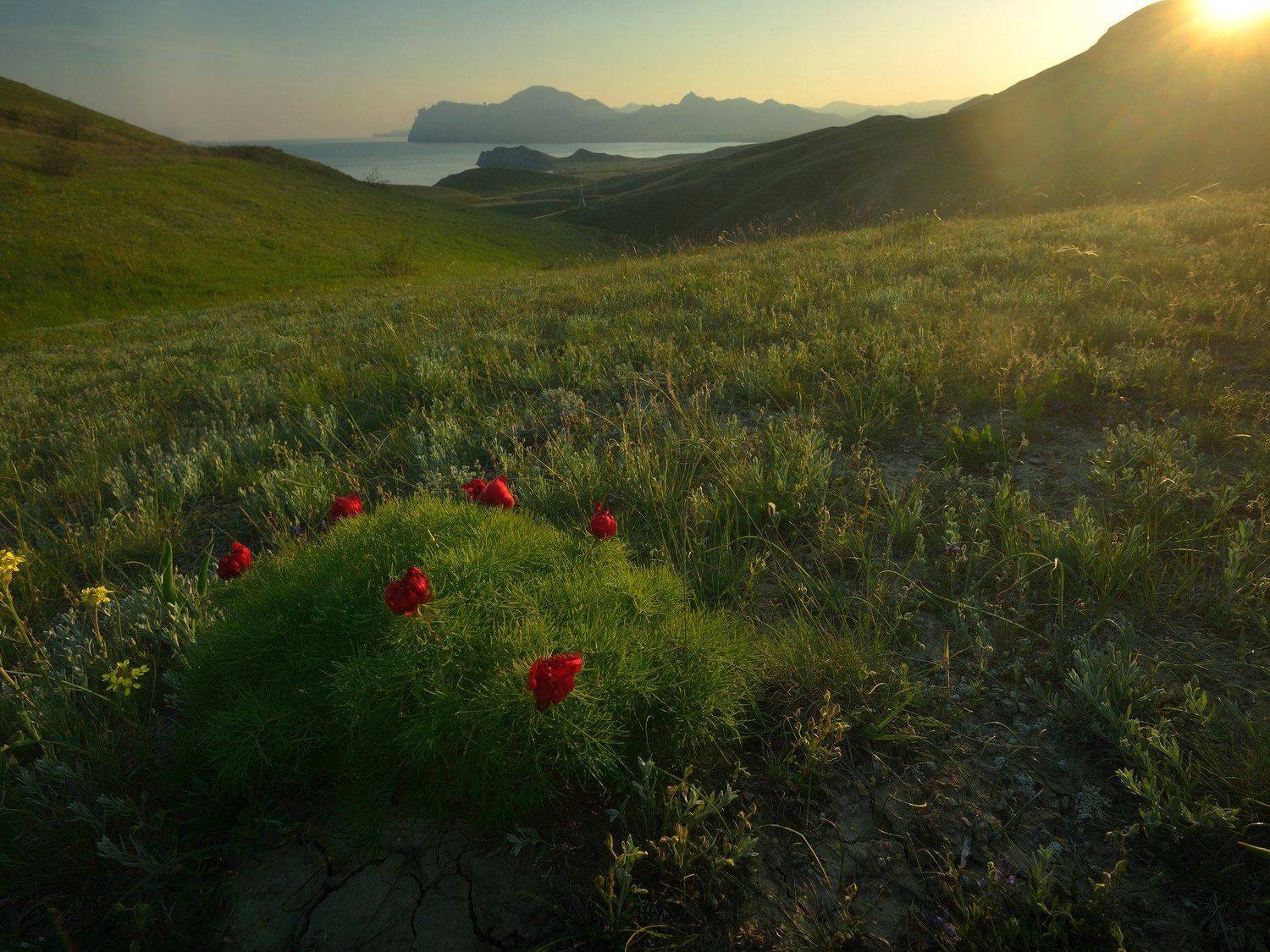 крым, природа, весна, горы, закат, закатное солнце, цветы, Алексей Никонов