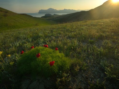 Горные пионы