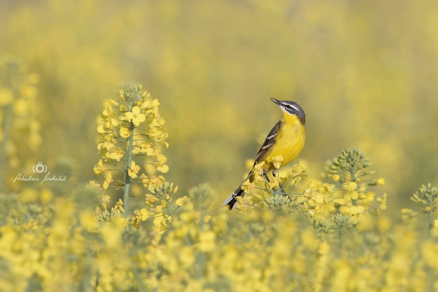 , Arkadiusz Michalak