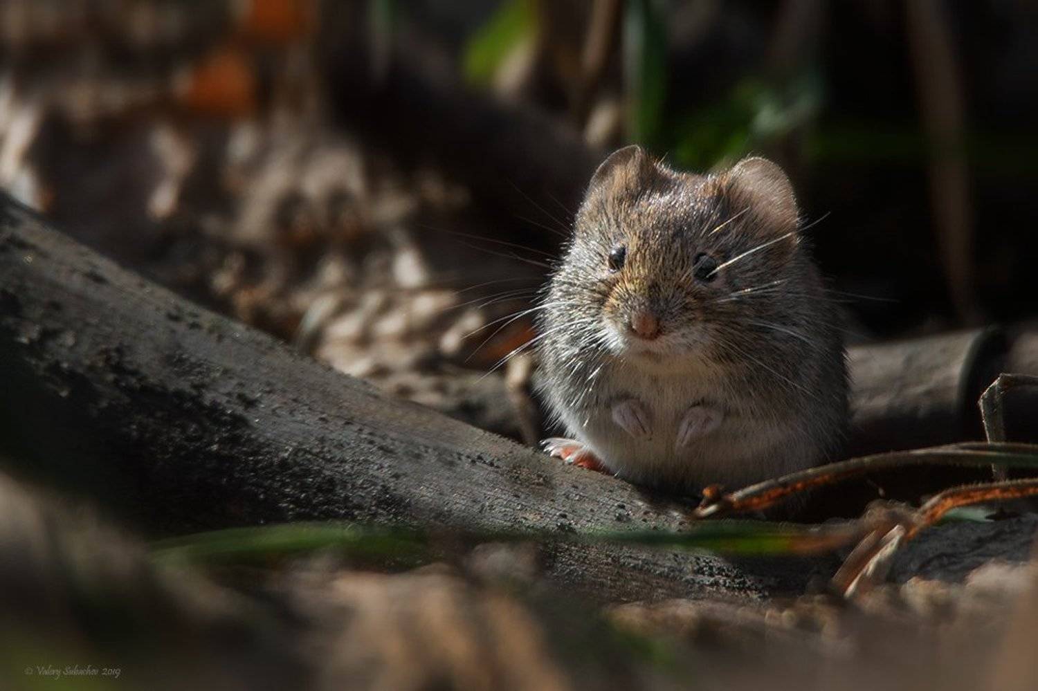 , Валерий Субачев