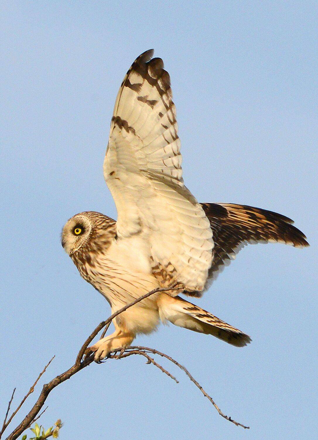 , Михаил Белоусов