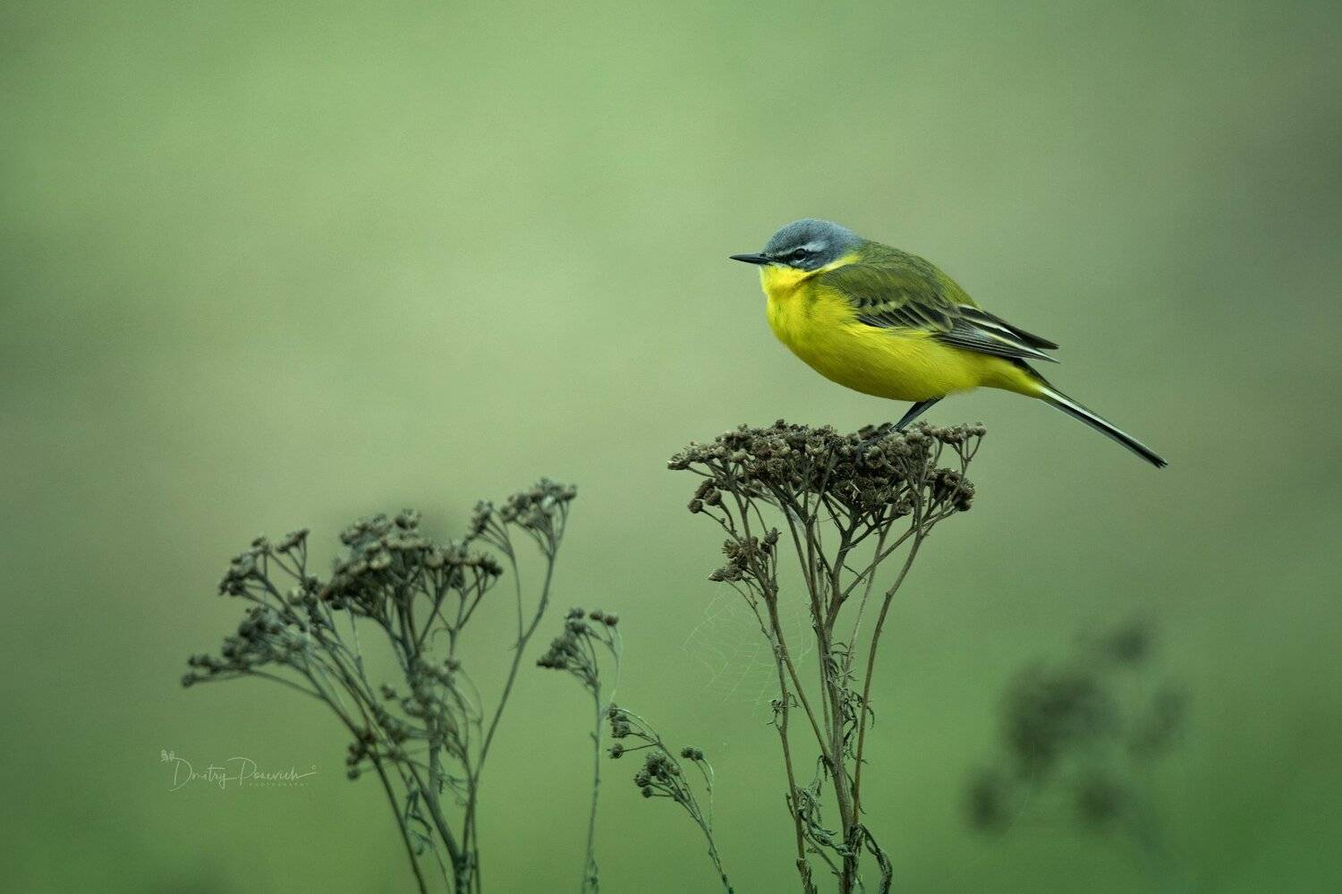 природа, лес, животные, птицы, Дмитрий Посевич