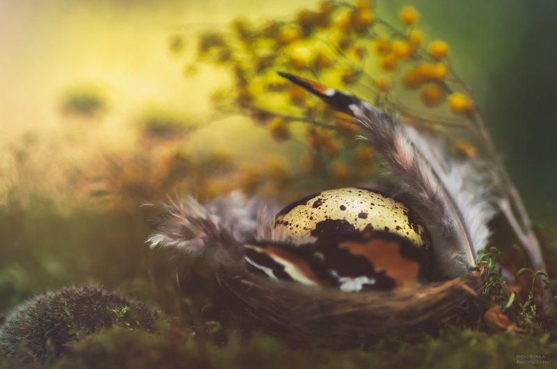 цветы, мох, мимоза, перья, яйцо, перепелка, боке, натюрморт, flowers, moss, mimosa, feathers, egg, quail, bokeh, still life, *** фото превью