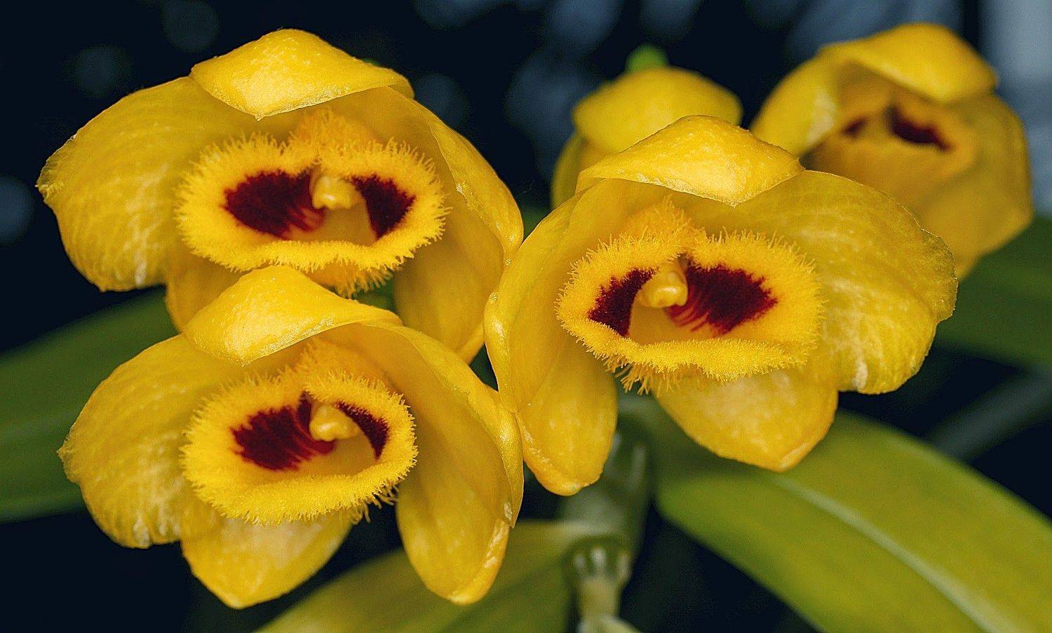 орхидея, дендробиум, Александр Зорин