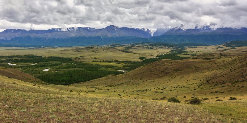 Курай фото превью