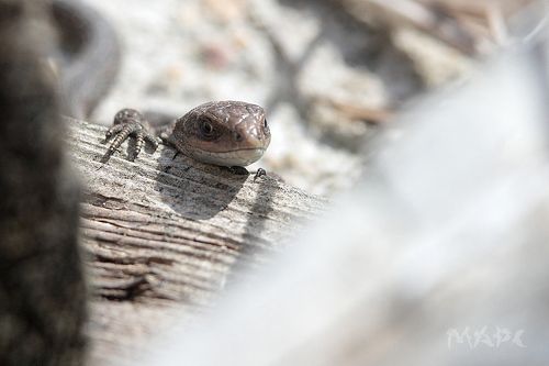 а че это вы здесь делаете, а?