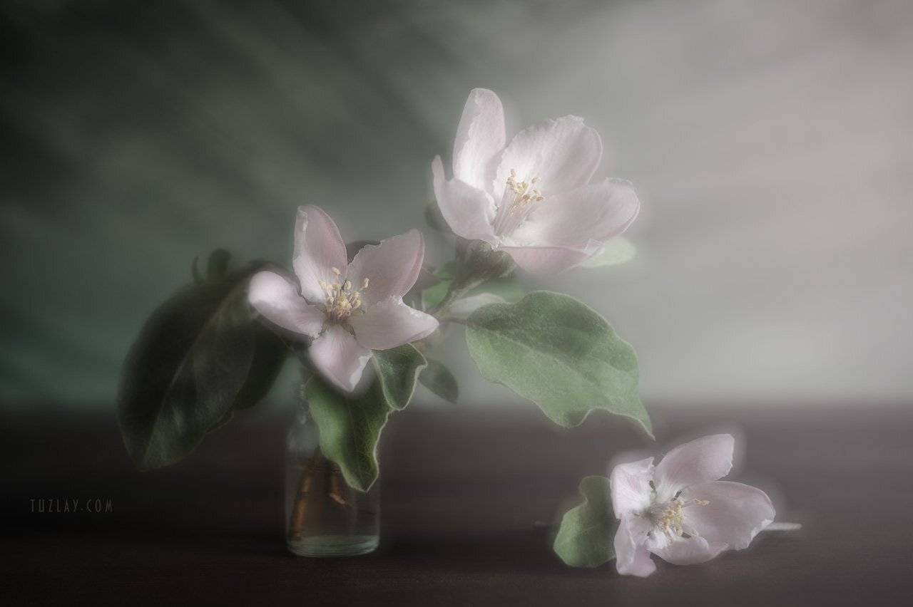 весна во флаконе, пузырек, розовые цветки, цветки айвы, Владимир Тузлай