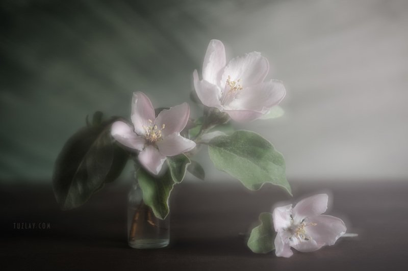 Настроение Айва #2 фото превью