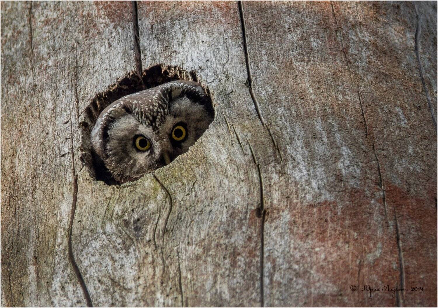 сыч мохноногий сова дупло сосна, Юрий Андреев