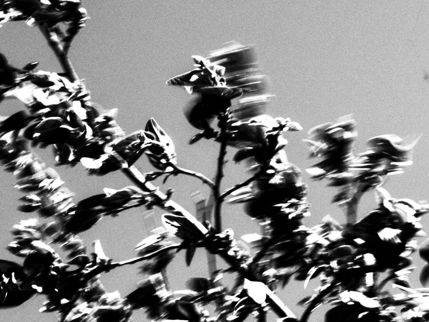 , Влад Имиров