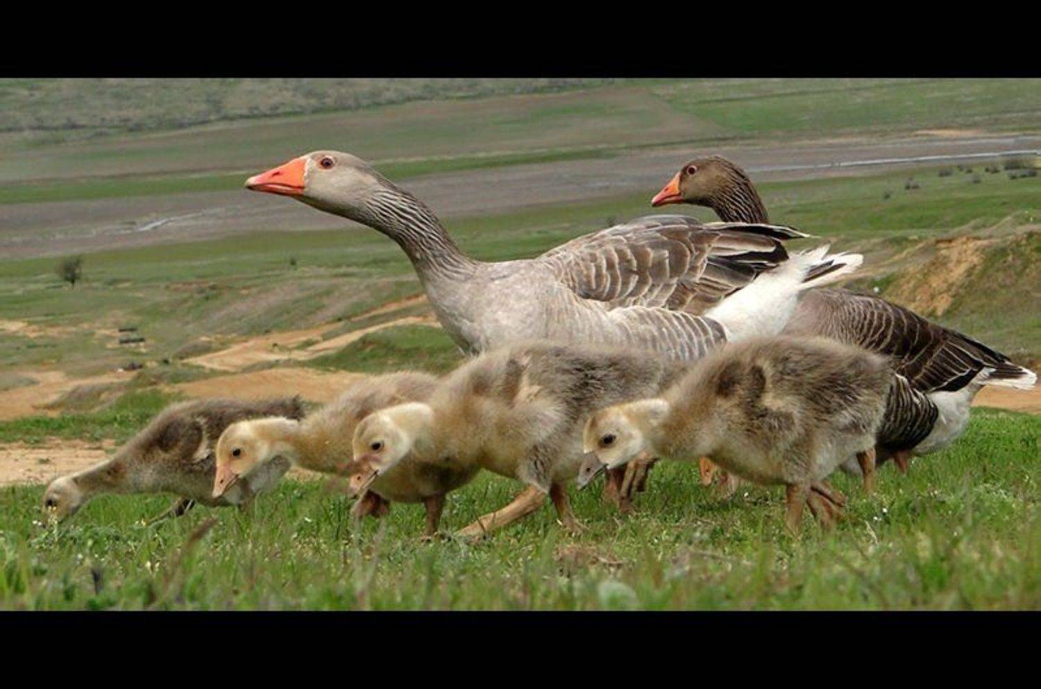 , Румен Паисиев