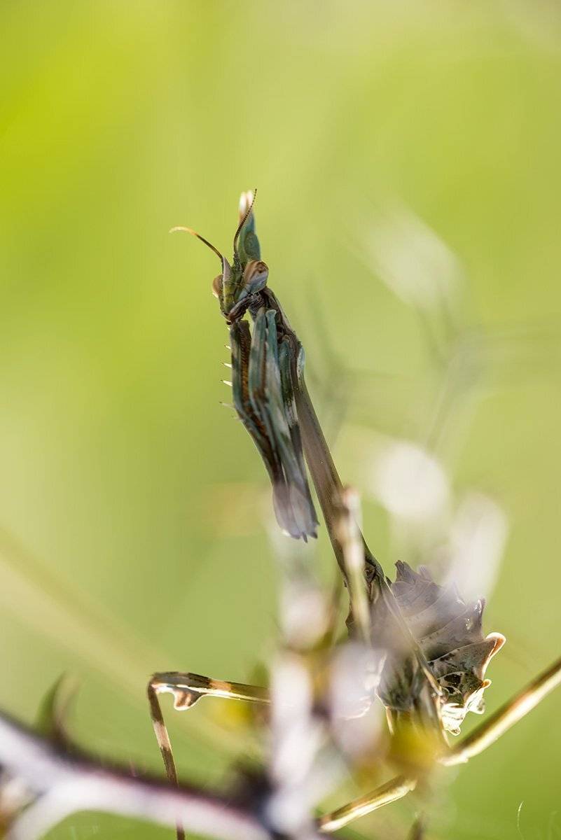 , Александр Земляной