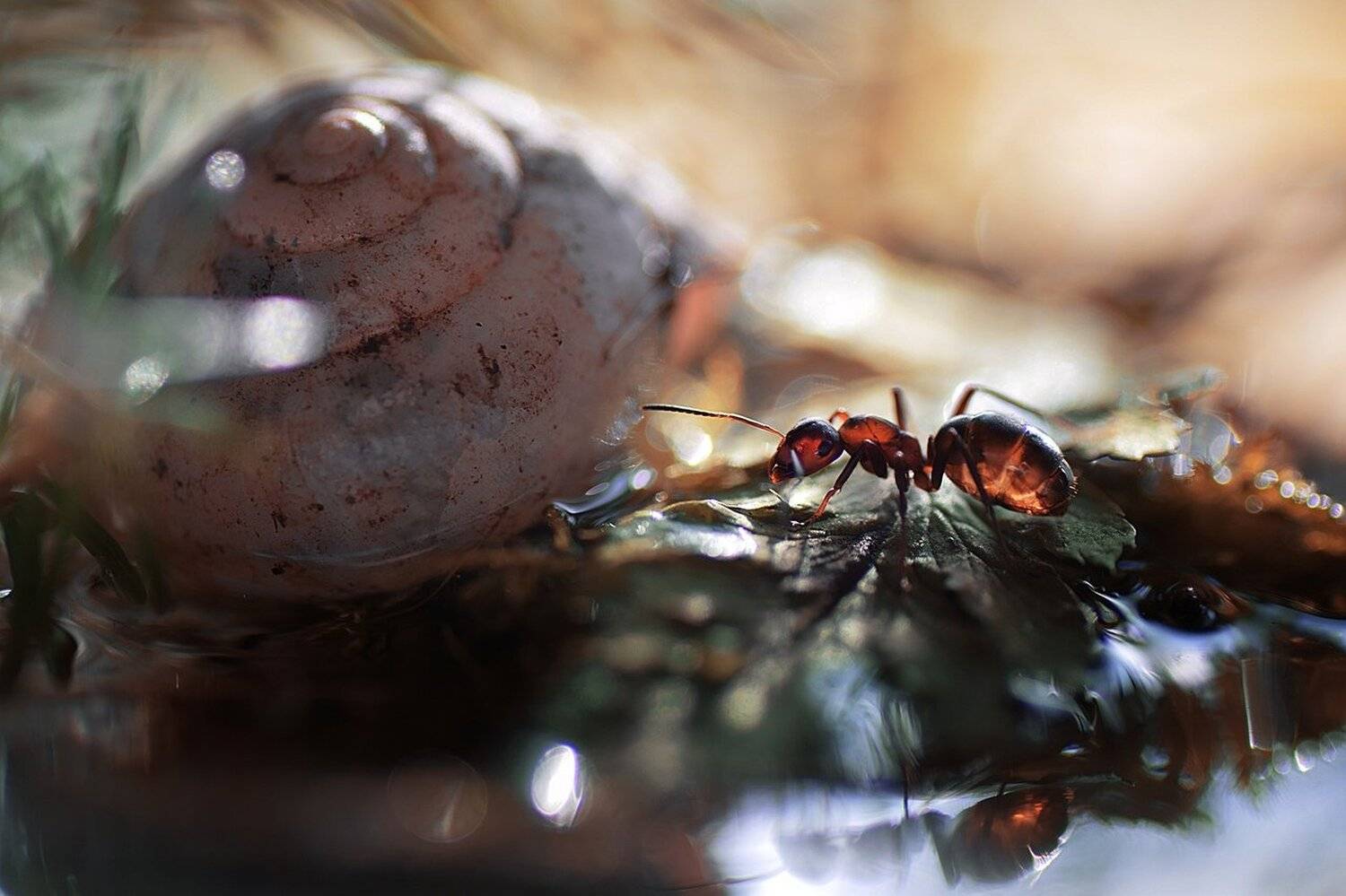 , Лапшина Владлена