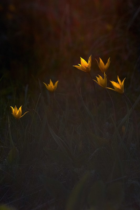башкирия, южный урал, урал, орск, новотроицк, талкас, гадельша, сибай, зилаир. баймак, юлдыбаево, озеро талкас, водопад, водопад гаделша, пейзаж, лето, осень, качурин, зима, весна, ковыль Весенние Огоньки... фото превью