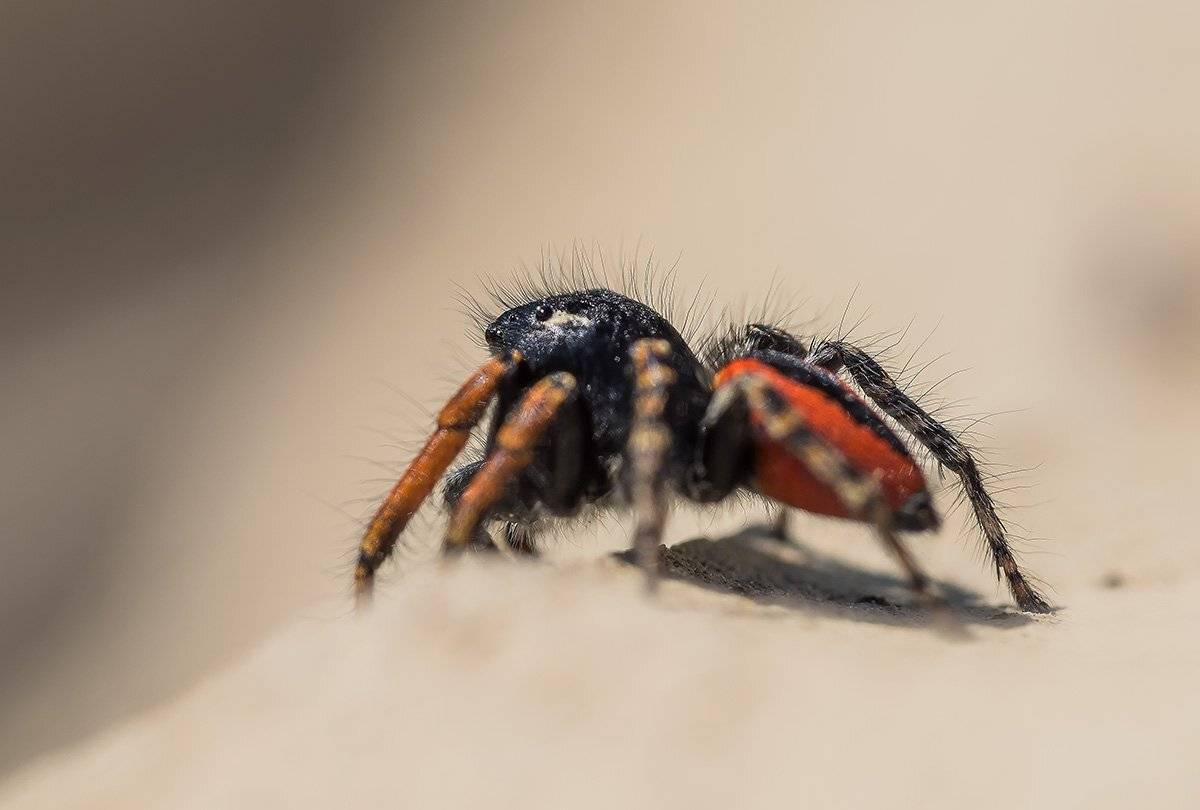 , Александр Земляной