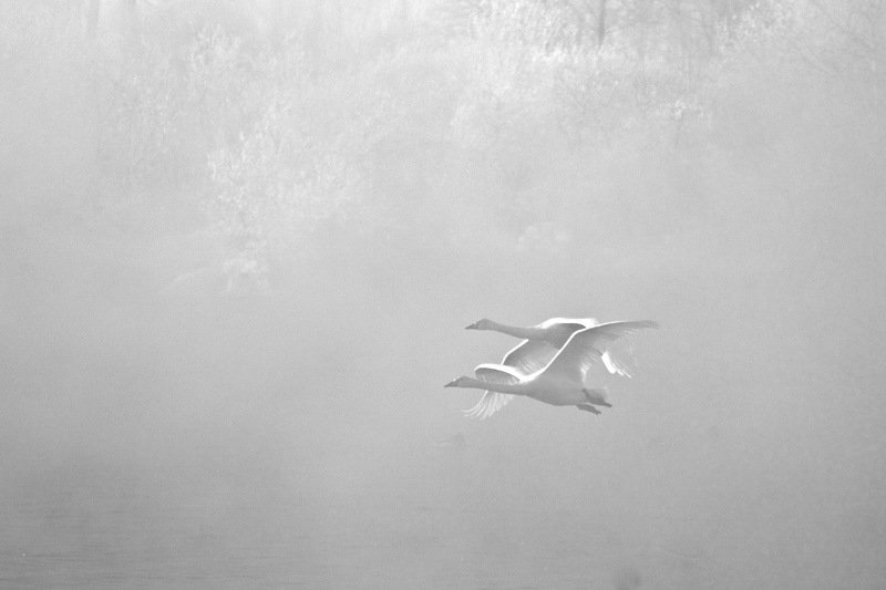 гуси-лебеди фото превью