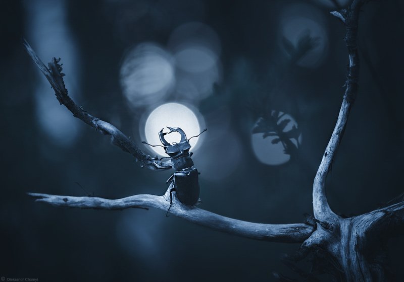 Moonlight
