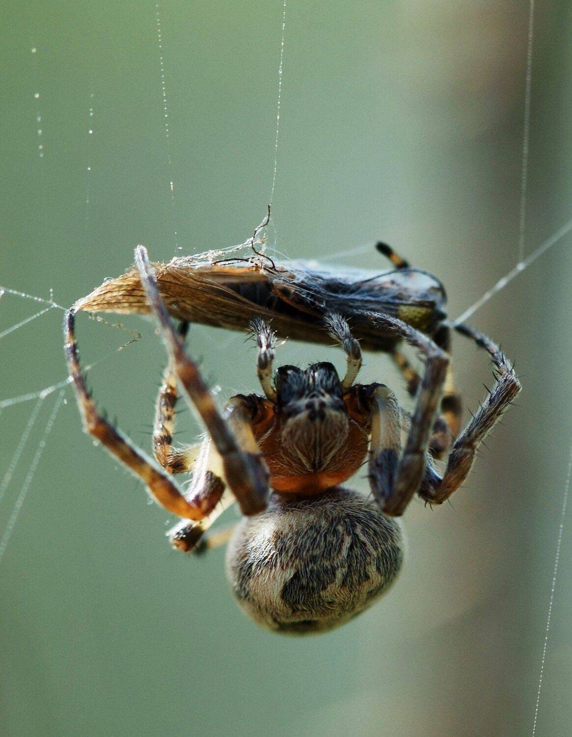 , Красимир Георгиев