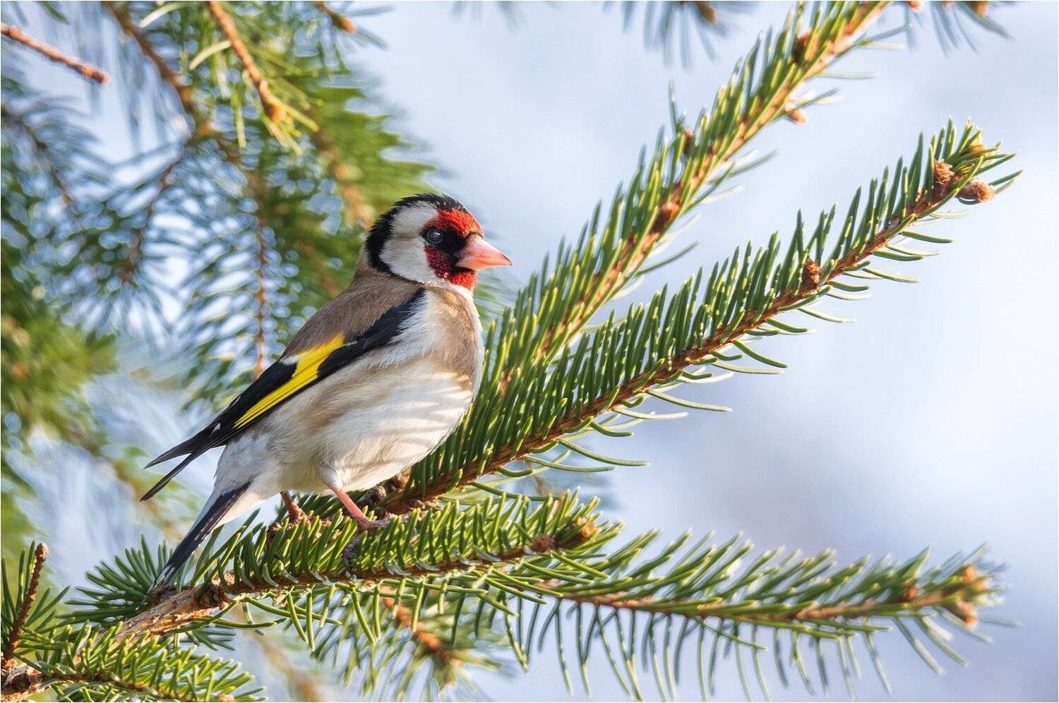 птица щегол весна, Руслан Сигушин