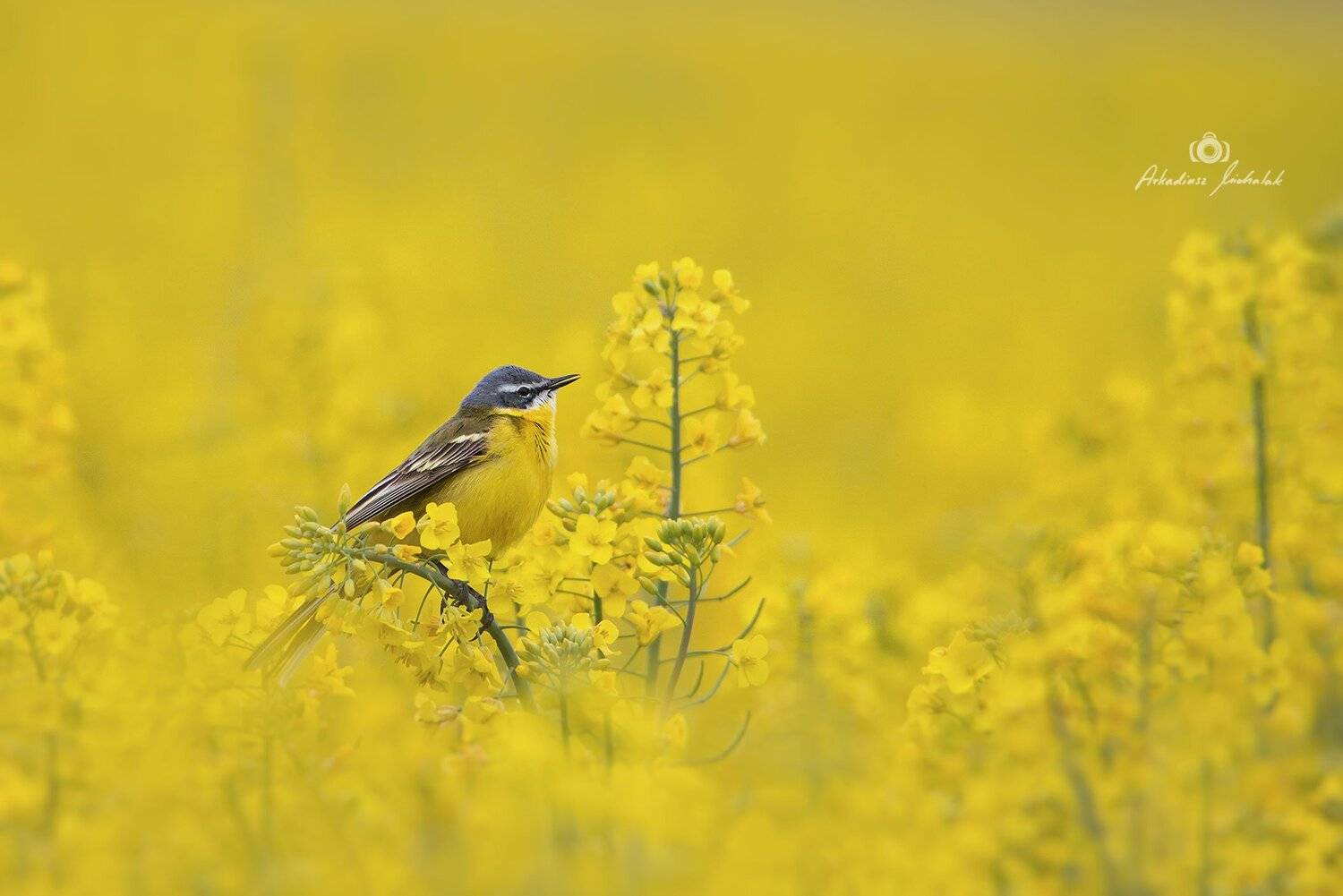 , Arkadiusz Michalak