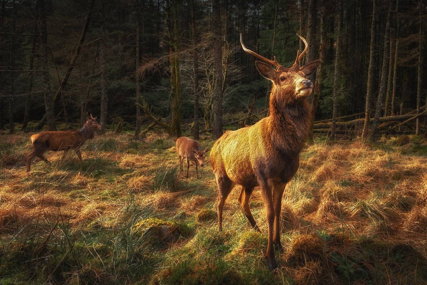 , Marek Biegalski