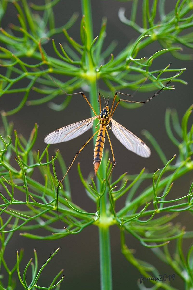 , Игорь ФУММ