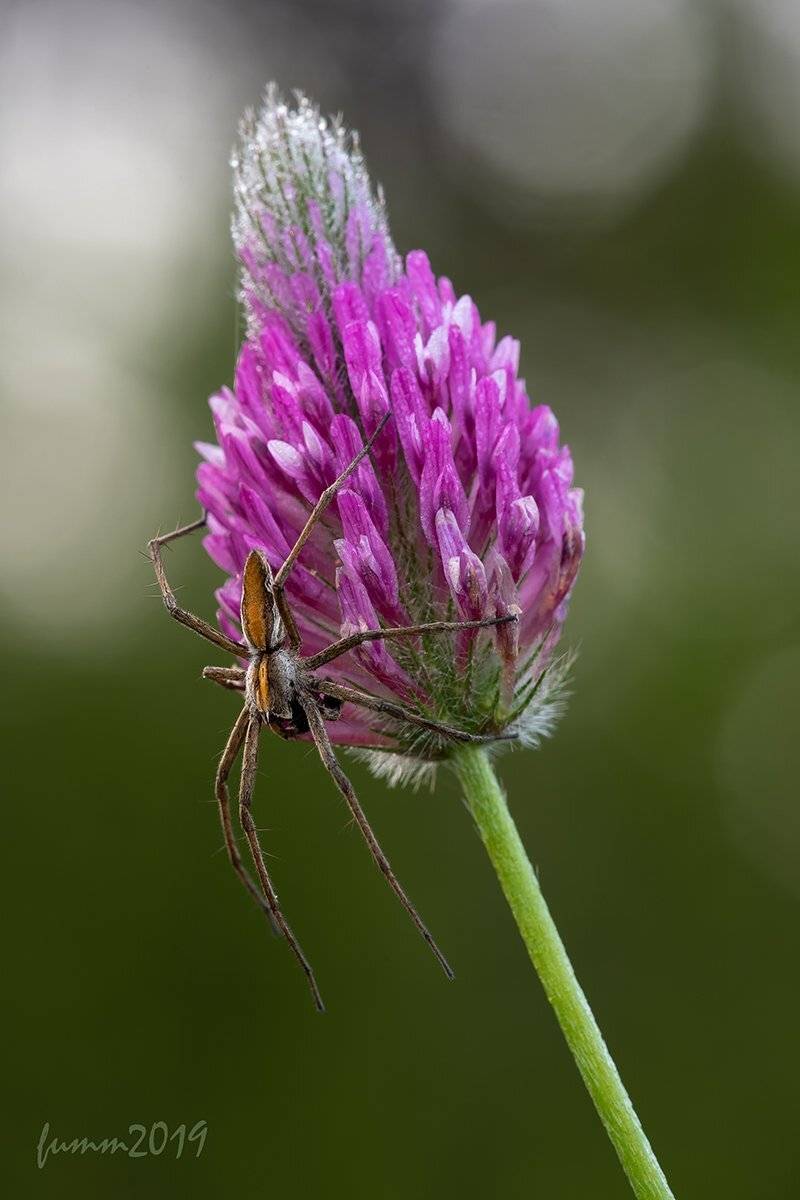 , Игорь ФУММ