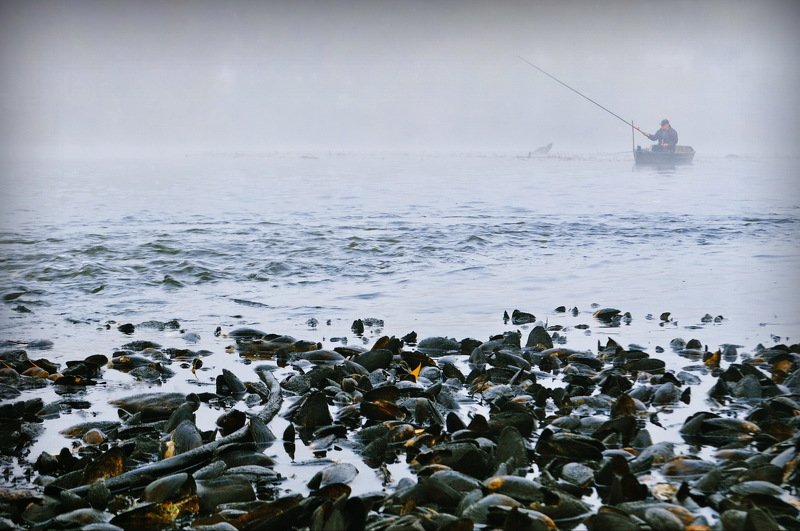 Мидии в молочном соусе фото превью