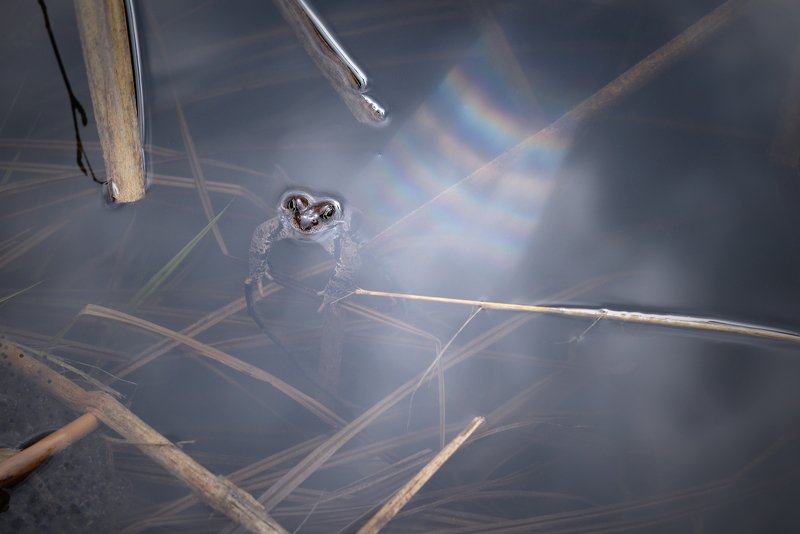 На пруду под радугой фото превью