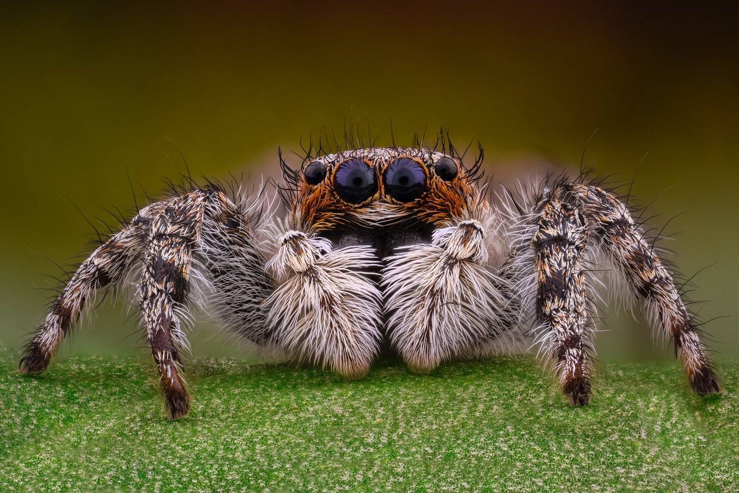 ceclii, macro, extrememacro, nikon d3400, lomo 3.7x, Tsvetan Ganev