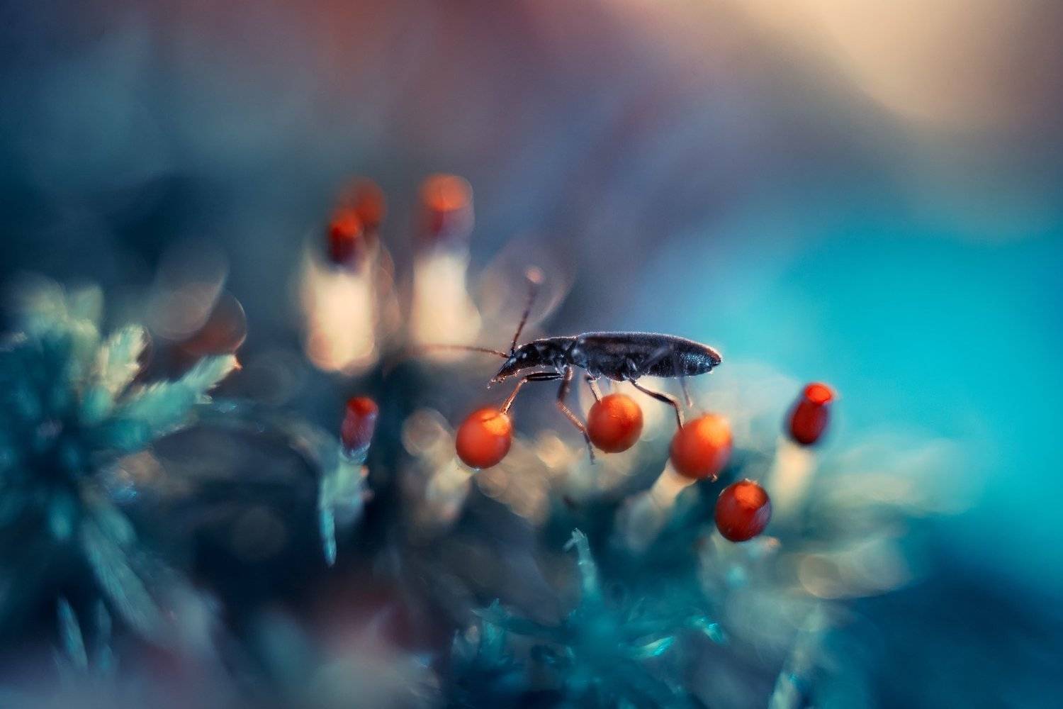 , Тарасова Ольга