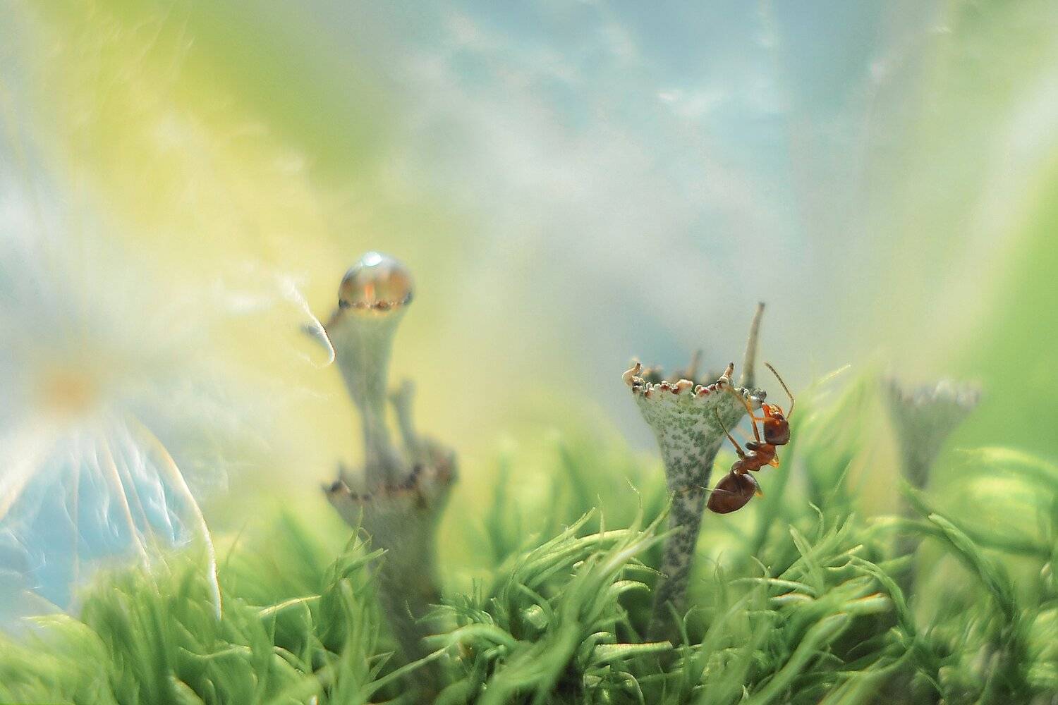 , Воинкова Ирина