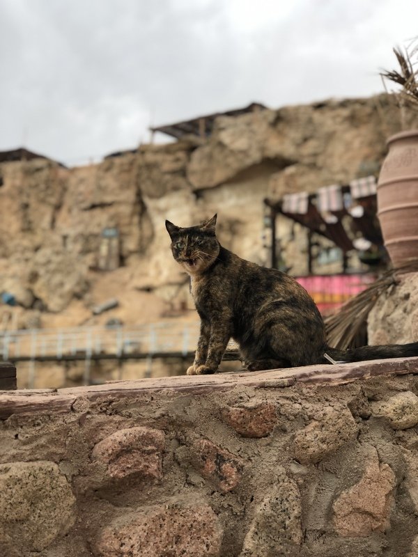 Кошачья распевка фото превью