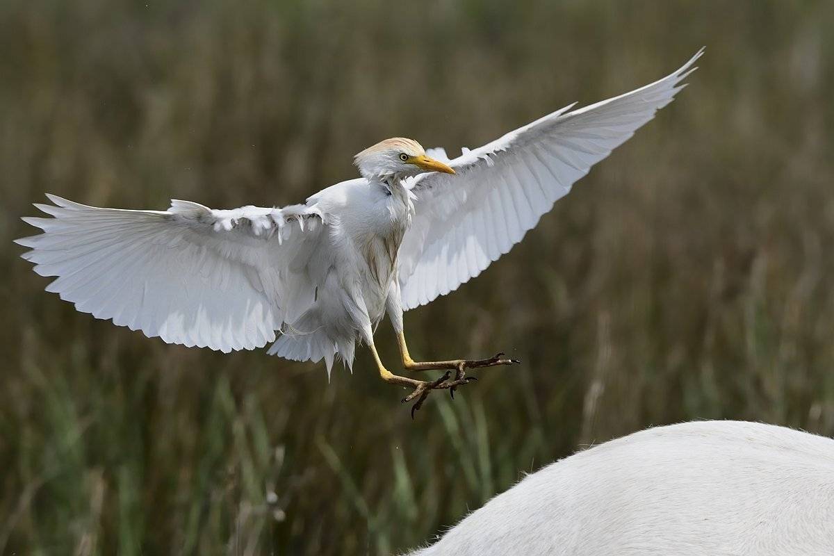 птицы birds, Jaroslav Mego