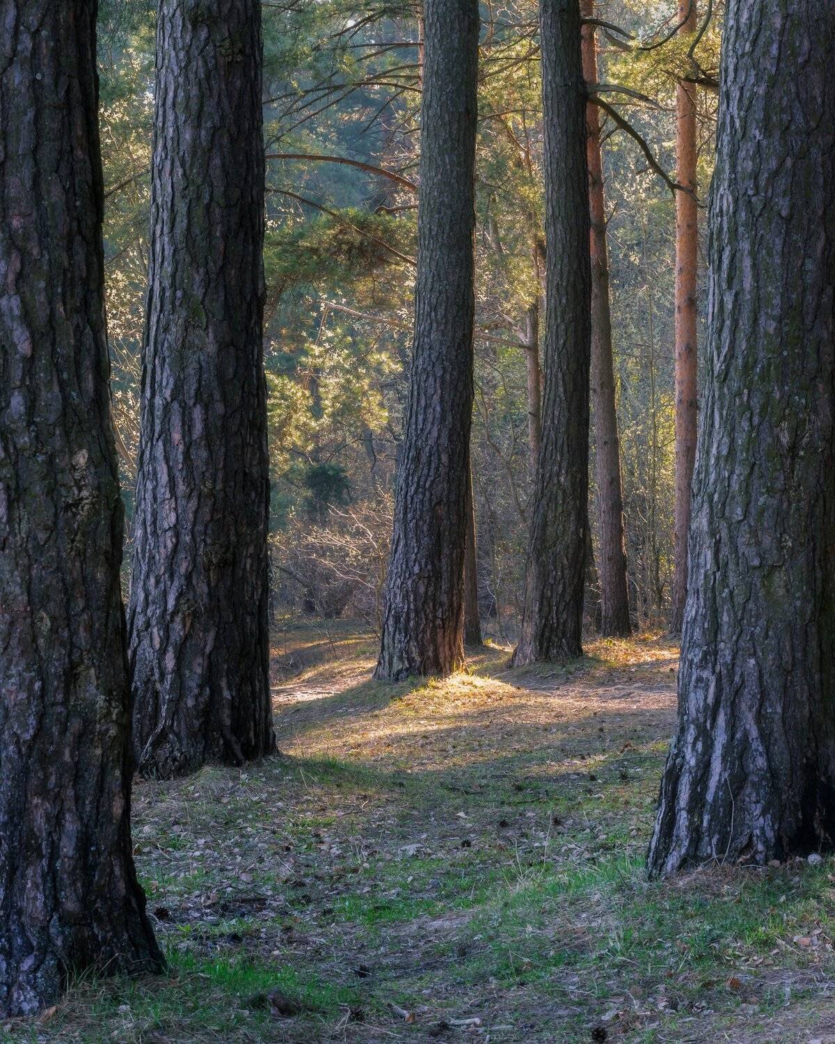 природа, пейзаж, деревья, весна, лес, сосны, Мартыненко Дмитрий
