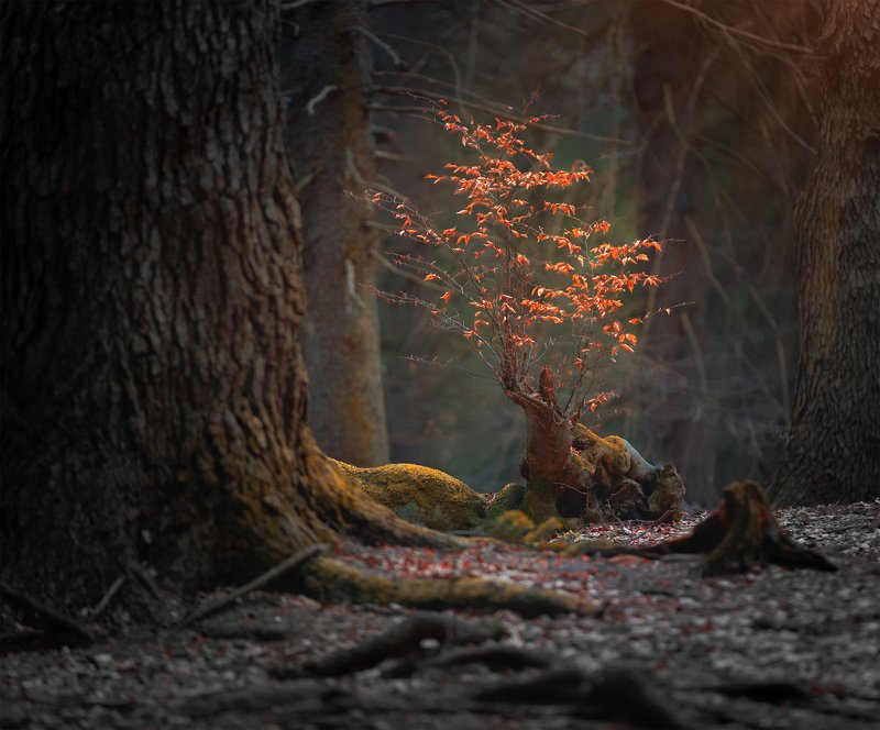 Мои фотографии фото превью