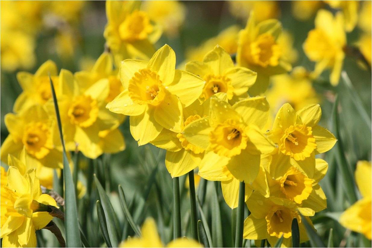 нарцисс, КарОл