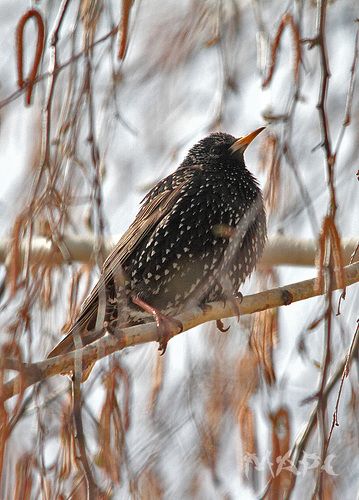Скворушка в раздумьях