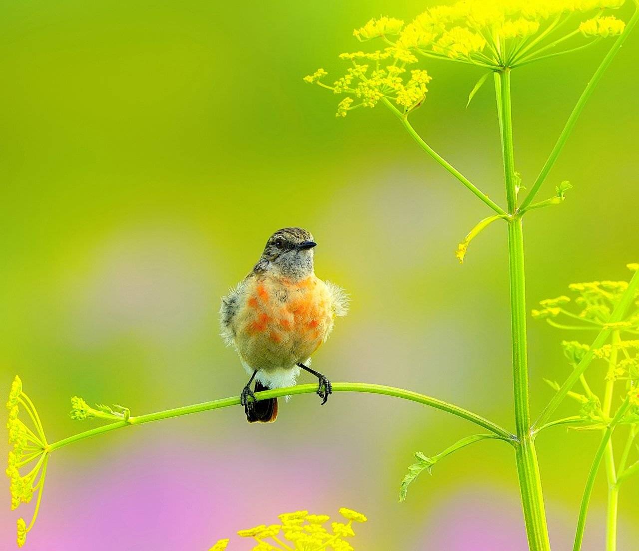 природа, фотоохота,  птицы, животные, лето,чекан, vladilenoff