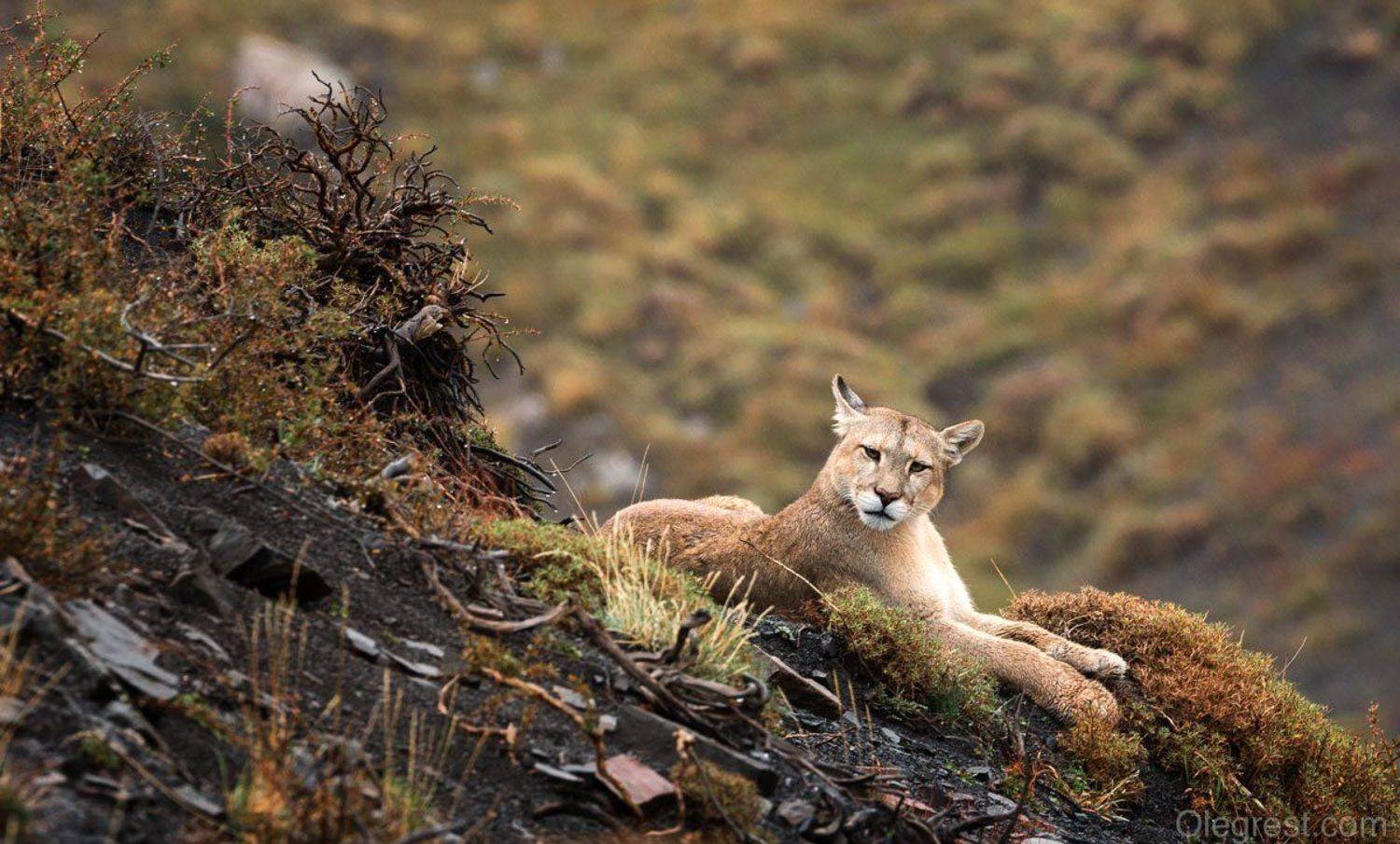 пума чили звери дикий мир животные, Oleg Rest