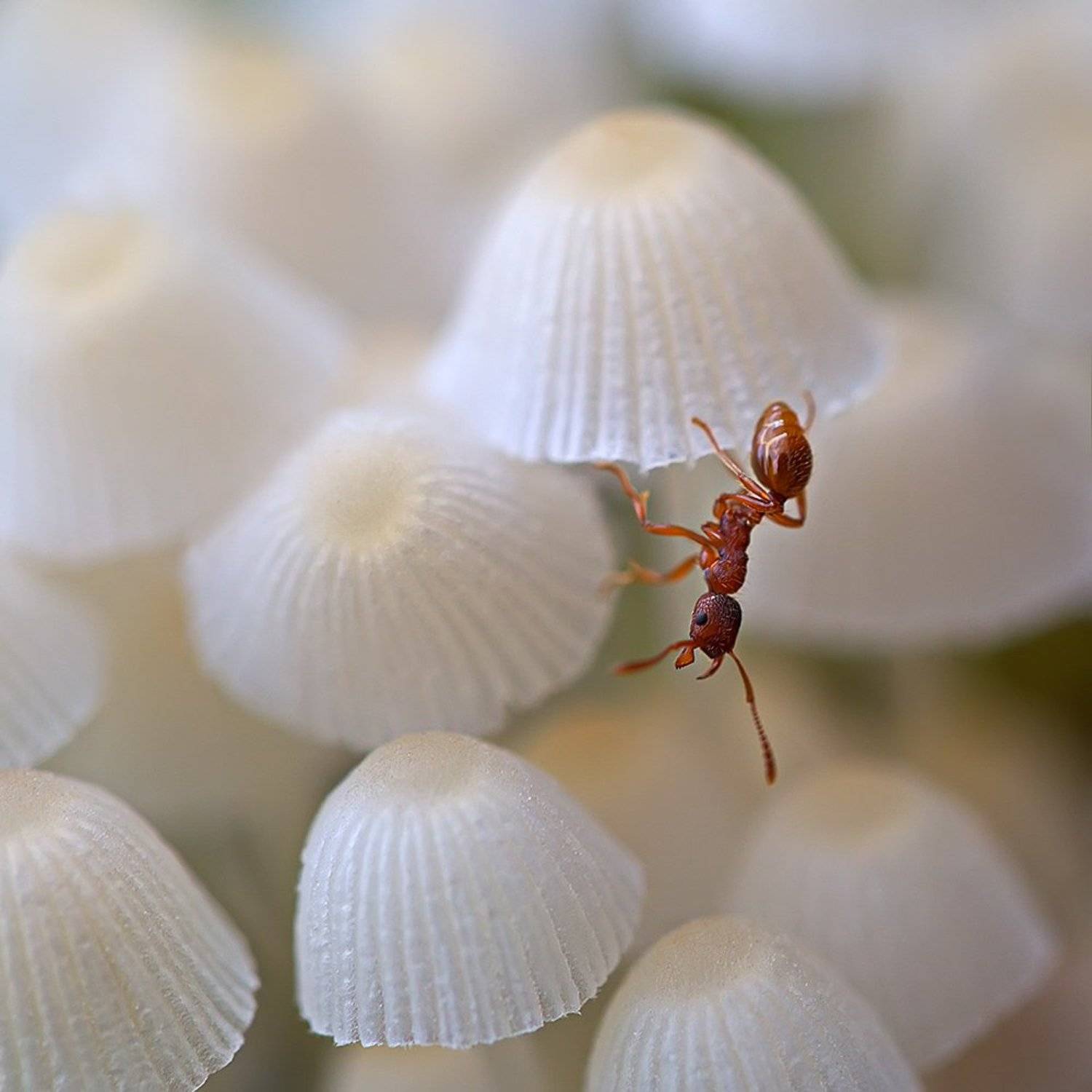 муравей, насекомое, грибы, природа, макро, Елена Соловьёва