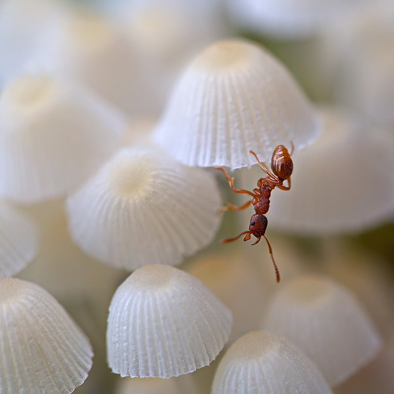 муравей, насекомое, грибы, природа, макро На распродаже зонтиков фото превью