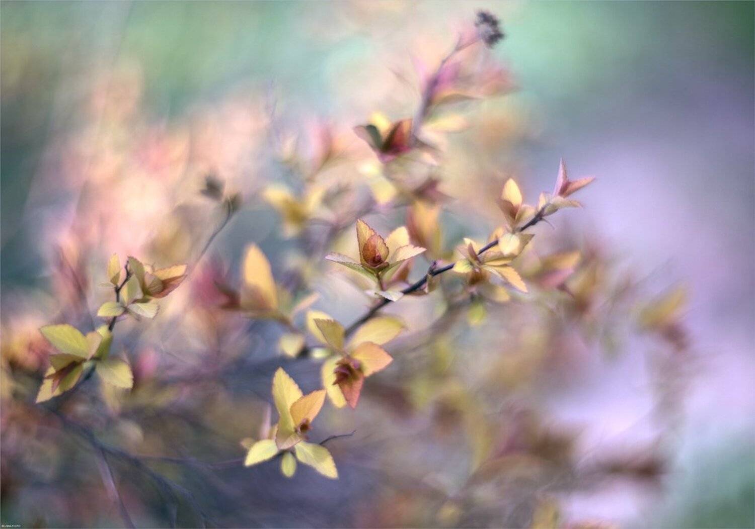 , Ариадна Белкина