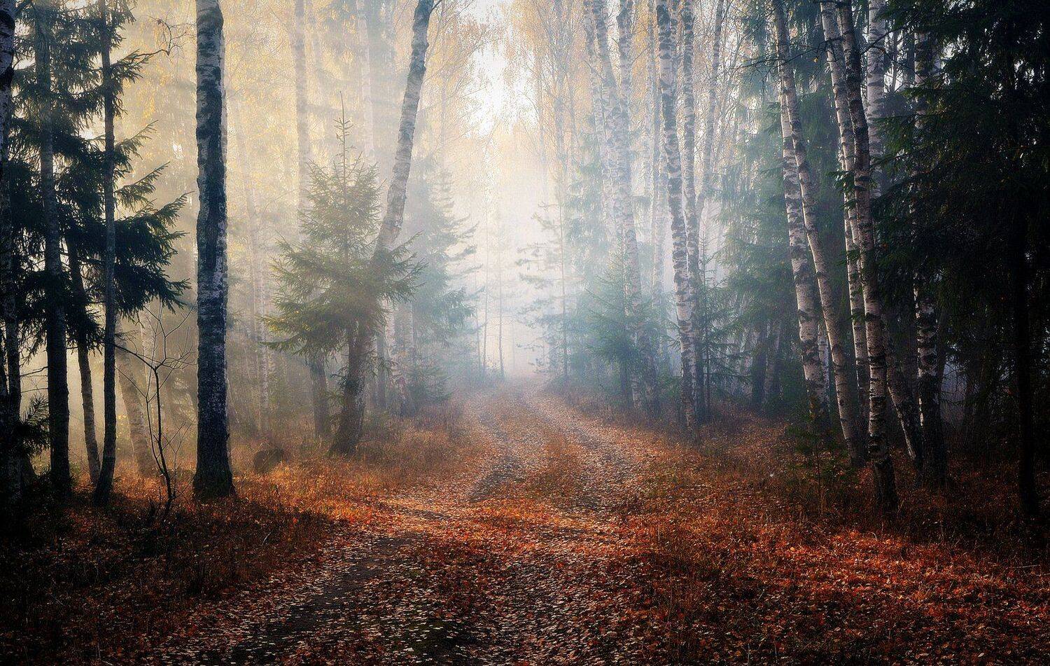 сергей алексеев,, Сергей Алексеев