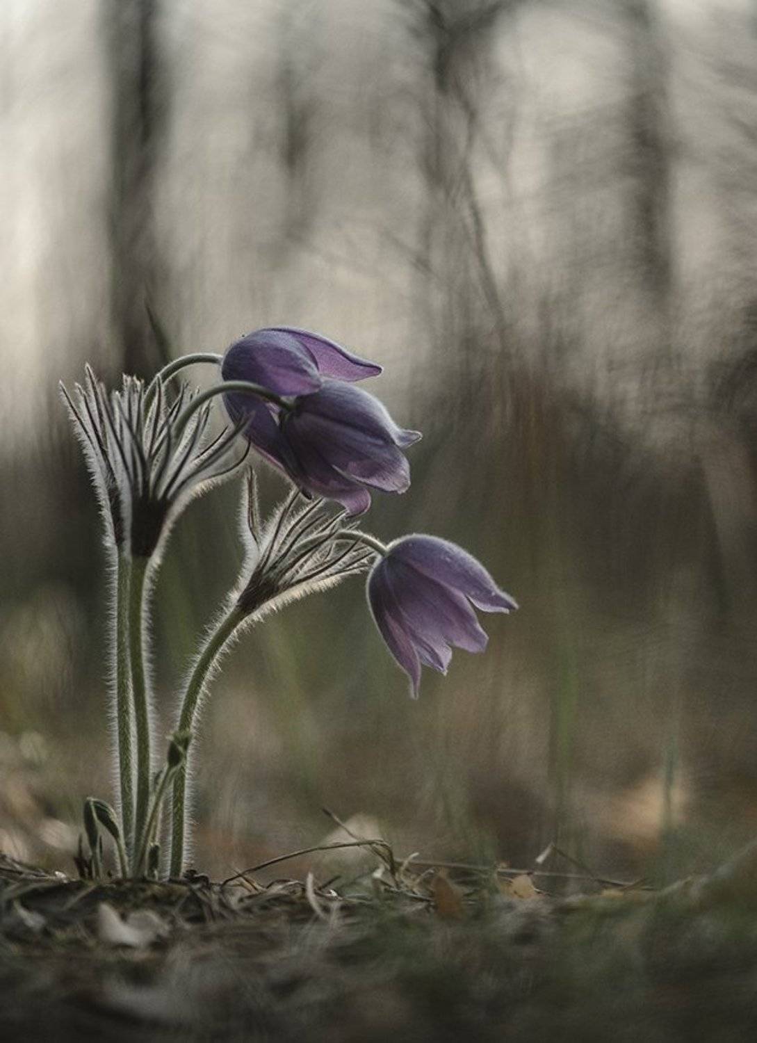 сон трава, свет, цвет, весна, апрель, маклок, воронеж, геннадий мещеряков, Геннадий Мещеряков