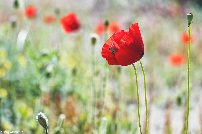 Маки фото превью